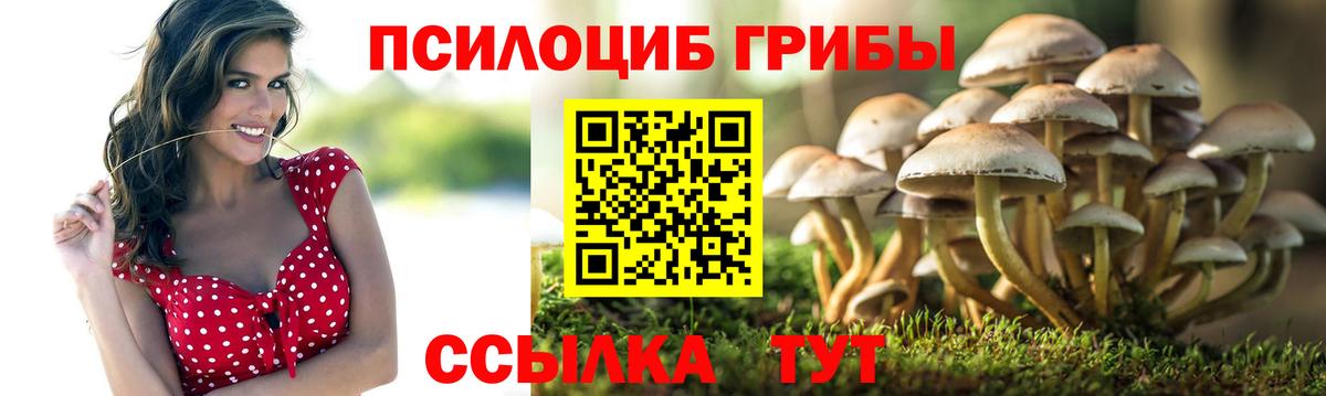 Галлюциногенные грибы Psilocybe Тольятти